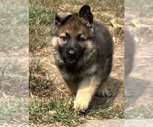German Shepherd Dog Puppy for sale in EAST LYME, CT, USA