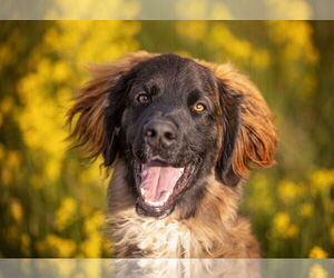 Golden Retriever-Saint Bernard Mix Dogs for adoption in Sandy, UT, USA