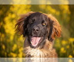 Small Golden Retriever-Saint Bernard Mix