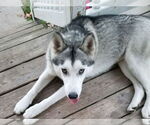 Small #7 Siberian Husky