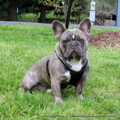 French Bulldog Dogs for adoption in DRAIN, OR, USA