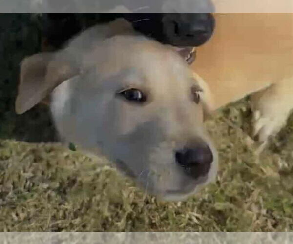 Medium Photo #6 Labrador Retriever-Unknown Mix Puppy For Sale in Princeton, MN, USA