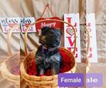 Small Photo #1 German Shepherd Dog Puppy For Sale in COWGILL, MO, USA