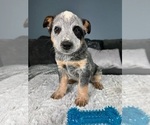 Small Photo #1 Australian Cattle Dog Puppy For Sale in GREENFIELD, IN, USA