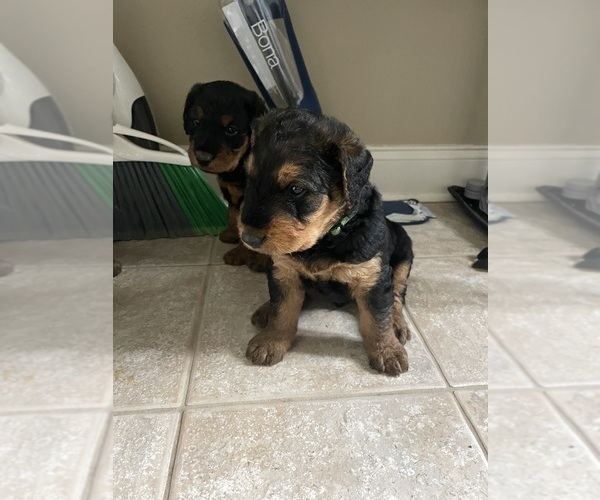 Medium Photo #4 Airedale Terrier Puppy For Sale in MOUNT JULIET, TN, USA