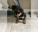 Small Photo #4 Airedale Terrier Puppy For Sale in MOUNT JULIET, TN, USA