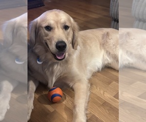 Father of the Golden Retriever puppies born on 12/29/2025