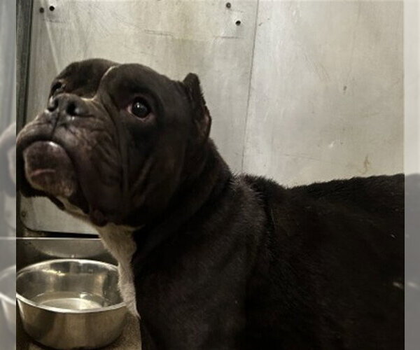 Medium Photo #1 Bullmastiff-Unknown Mix Puppy For Sale in San Bernardino, CA, USA