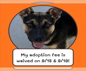 German Shepherd Dog-Unknown Mix Dogs for adoption in Santa Cruz, CA, USA