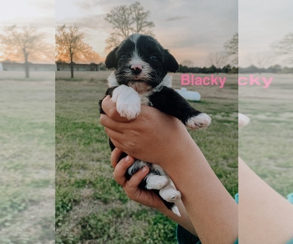 Medium Photo #5 Havanese Puppy For Sale in ARCADIA, OK, USA
