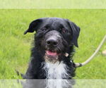 Small #3 Poodle (Standard) Mix