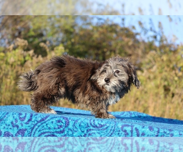 Medium Photo #20 ShihPoo Puppy For Sale in DYERSBURG, TN, USA