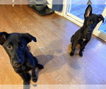 Small #2 Shepradors