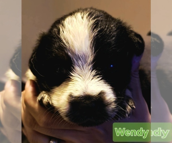 Medium Photo #1 Border-Aussie Puppy For Sale in ROY, UT, USA