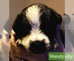 Puppy Wendy Border-Aussie