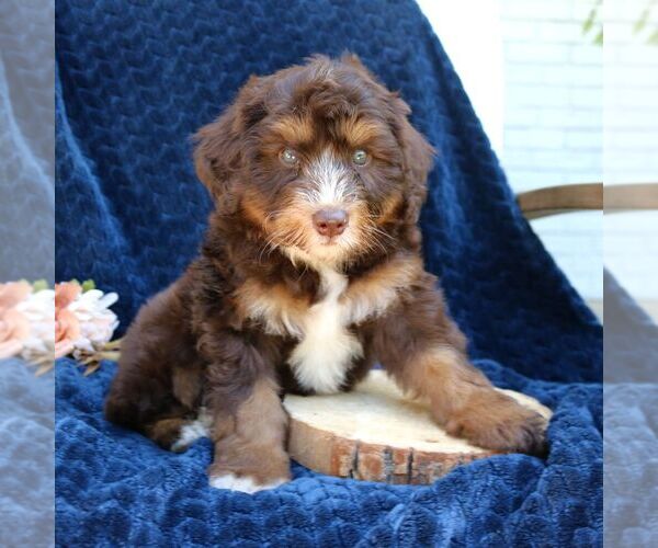Medium Photo #2 Bernedoodle (Miniature) Puppy For Sale in LANCASTER, PA, USA
