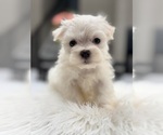 Small #4 Maltese