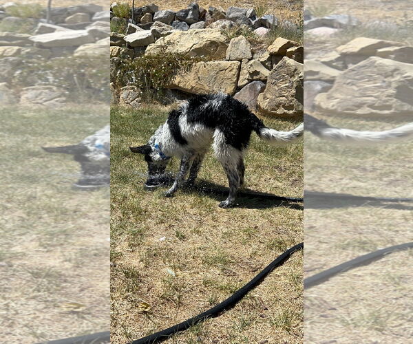 Medium Photo #8 Mutt Puppy For Sale in Sandy, UT, USA