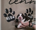 Small Photo #7 English Springer Spaniel Puppy For Sale in OCOEE, TN, USA