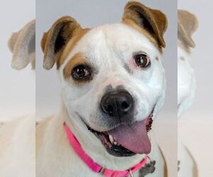 Bulldog-Unknown Mix Dogs for adoption in Kennesaw, GA, USA