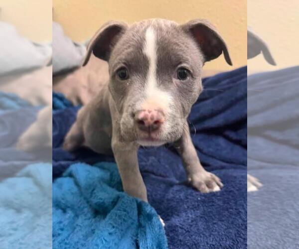 Medium Photo #2 Mutt Puppy For Sale in Rockwall, TX, USA
