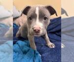 Small #1 Mutt
