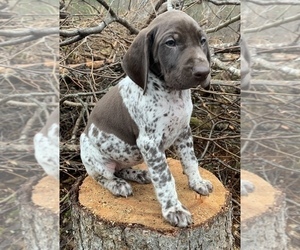 German Shorthaired Pointer Puppy for sale in WASILLA, AK, USA