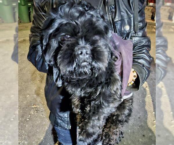 Medium Photo #1 Maltese-Unknown Mix Puppy For Sale in San Antonio, TX, USA