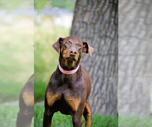 Doberman Pinscher-Unknown Mix Dogs for adoption in Sandy, UT, USA