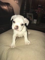French Bulldog Puppy for sale in MASCOTTE, FL, USA