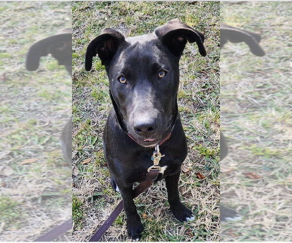 Medium Photo #2 Mutt Puppy For Sale in St. Augustine, FL, USA