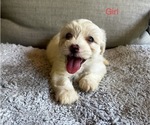 Puppy Puppy 10 Maltipoo