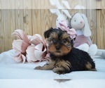 Small Photo #3 Australian Yorkshire Terrier Puppy For Sale in HONEY BROOK, PA, USA