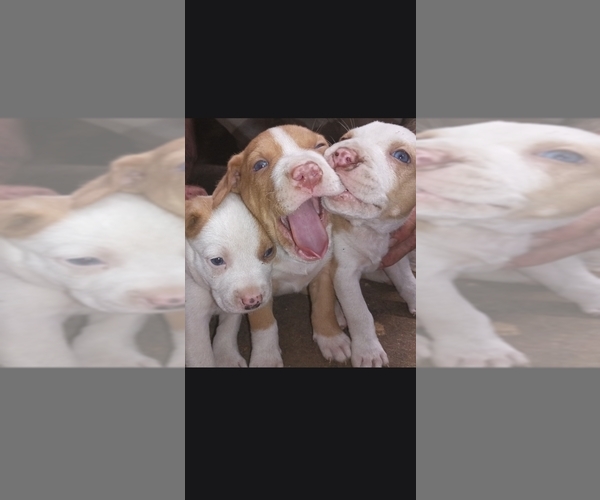 Medium Photo #1 American Pit Bull Terrier Puppy For Sale in FORT WORTH, TX, USA