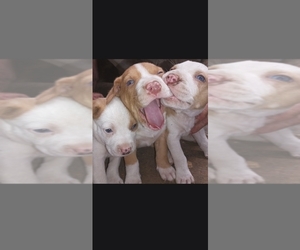 American Pit Bull Terrier Puppy for sale in FORT WORTH, TX, USA
