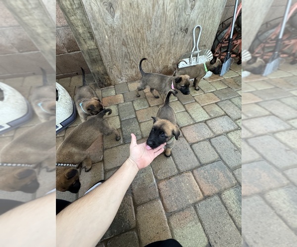 Medium Photo #10 Belgian Malinois Puppy For Sale in OXNARD, CA, USA