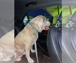 Small Photo #1 Olde Bulldog Puppy For Sale in CHICAGO HEIGHTS, IL, USA