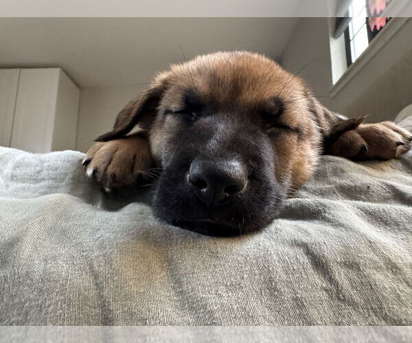 Medium Photo #3 German Shepherd Dog Puppy For Sale in West Sacramento, CA, USA