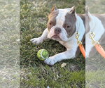 Small #7 American Staffordshire Terrier-French Bulldog Mix
