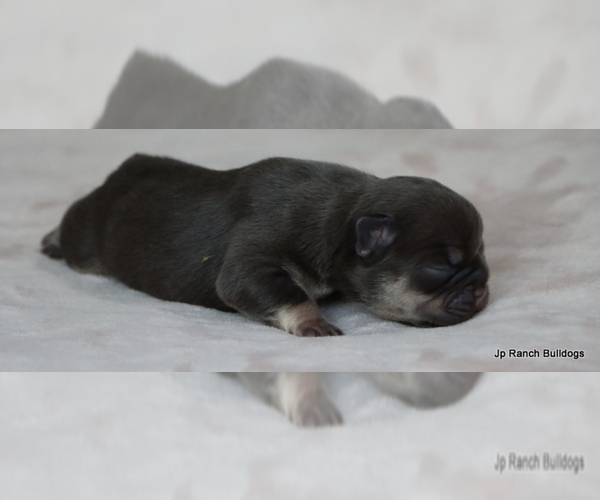 Medium Photo #3 French Bulldog Puppy For Sale in WINNSBORO, TX, USA