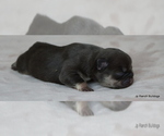 Small #2 French Bulldog