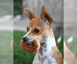 Small #2 Chihuahua Mix