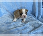 Puppy 6 French Bulldog