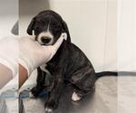 Small Mutt