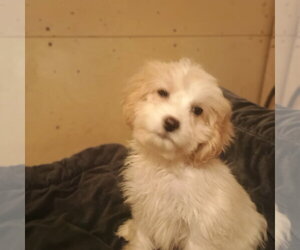 Cavapoo (Toy) Dogs for adoption in Bonifay, MO, USA