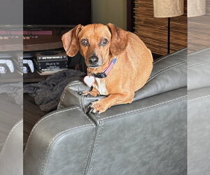 Henry in TN - Male Dachshund Dog for Adoption - Photo #2