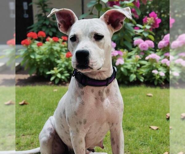 Medium Photo #5 Boxer-Unknown Mix Puppy For Sale in San Diego, CA, USA