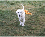 Turbo - Male Golden Retriever Puppy for Sale - Photo #5
