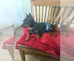 Small #2 Miniature Pinscher