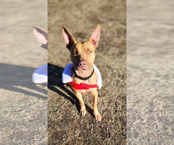 Medium Photo #15 Carolina Dog-Pharaoh Hound Mix Puppy For Sale in Rockaway, NJ, USA